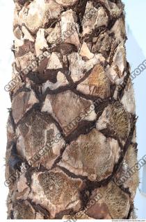 palm tree bark 0002